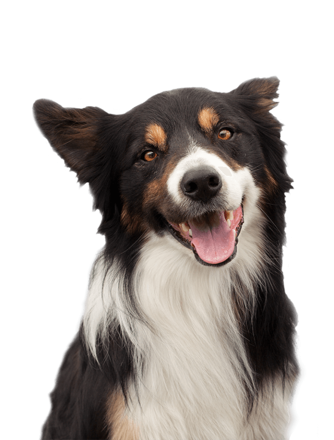 Louisville Veterinary Referral Center